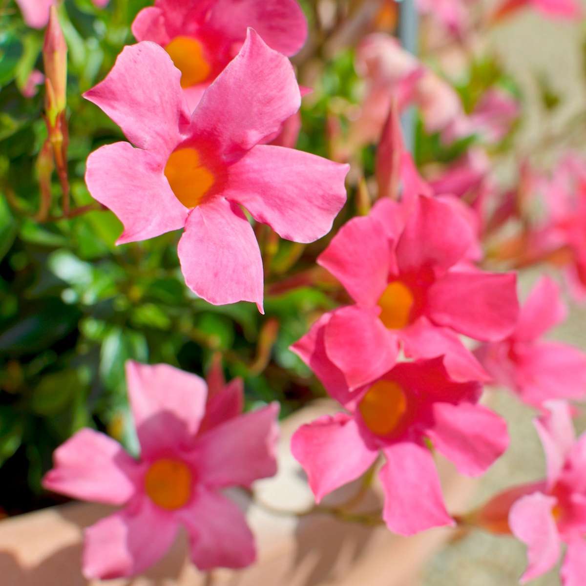 Rocktrumpet - Mandeville 'Rio Hot Pink' - Height 60-70cm - ⌀17cm