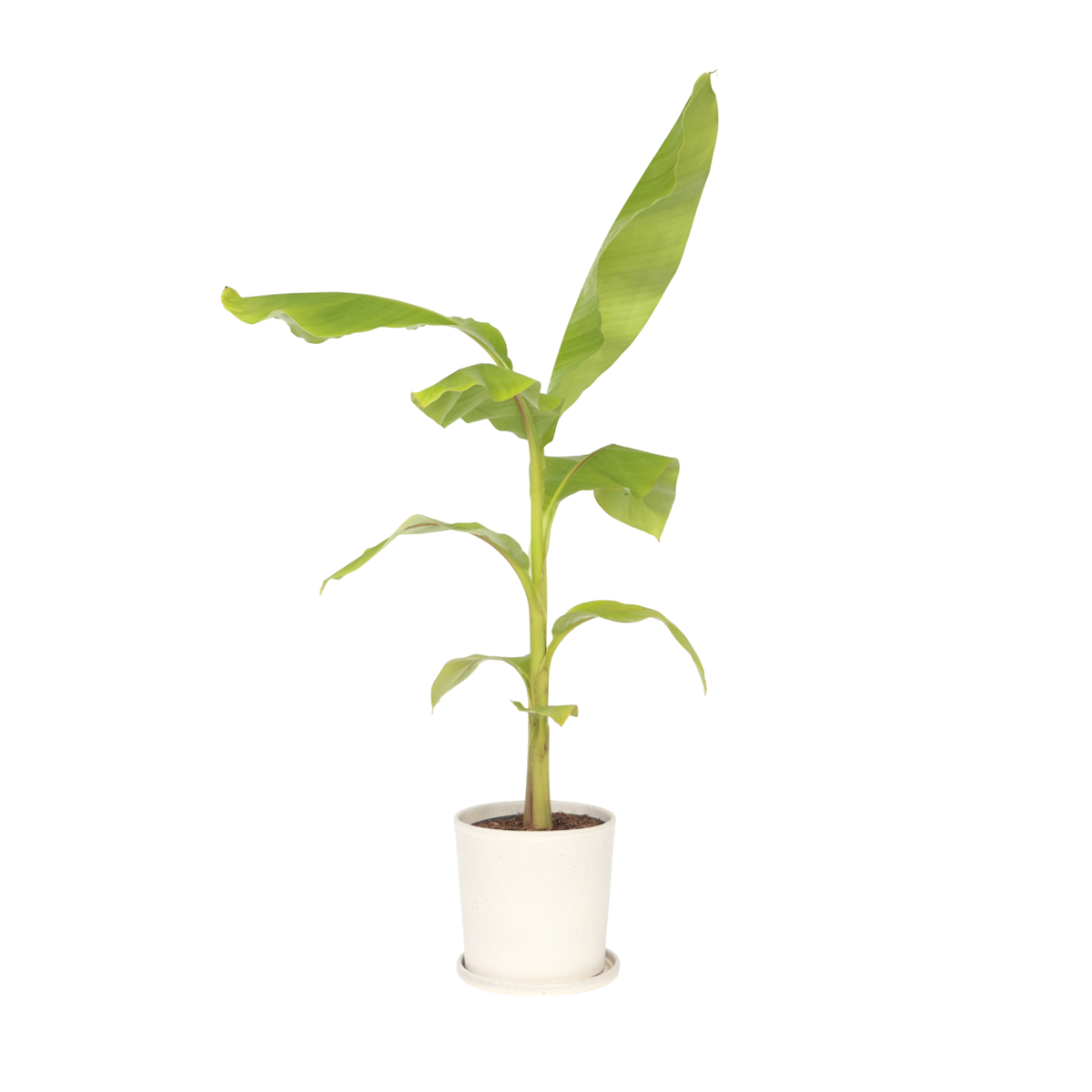 Bananier du Japon - Musa basjoo - Hauteur 55-70cm - ⌀21cm