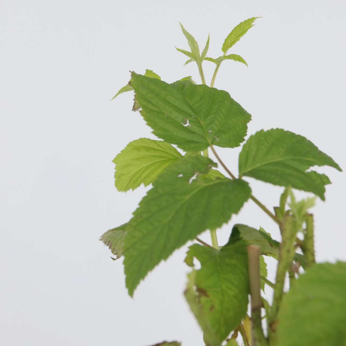 Framboisier - Set de 2 - Rubus idaeus 'Malling Promise' - H50-60cm - ⌀15cm