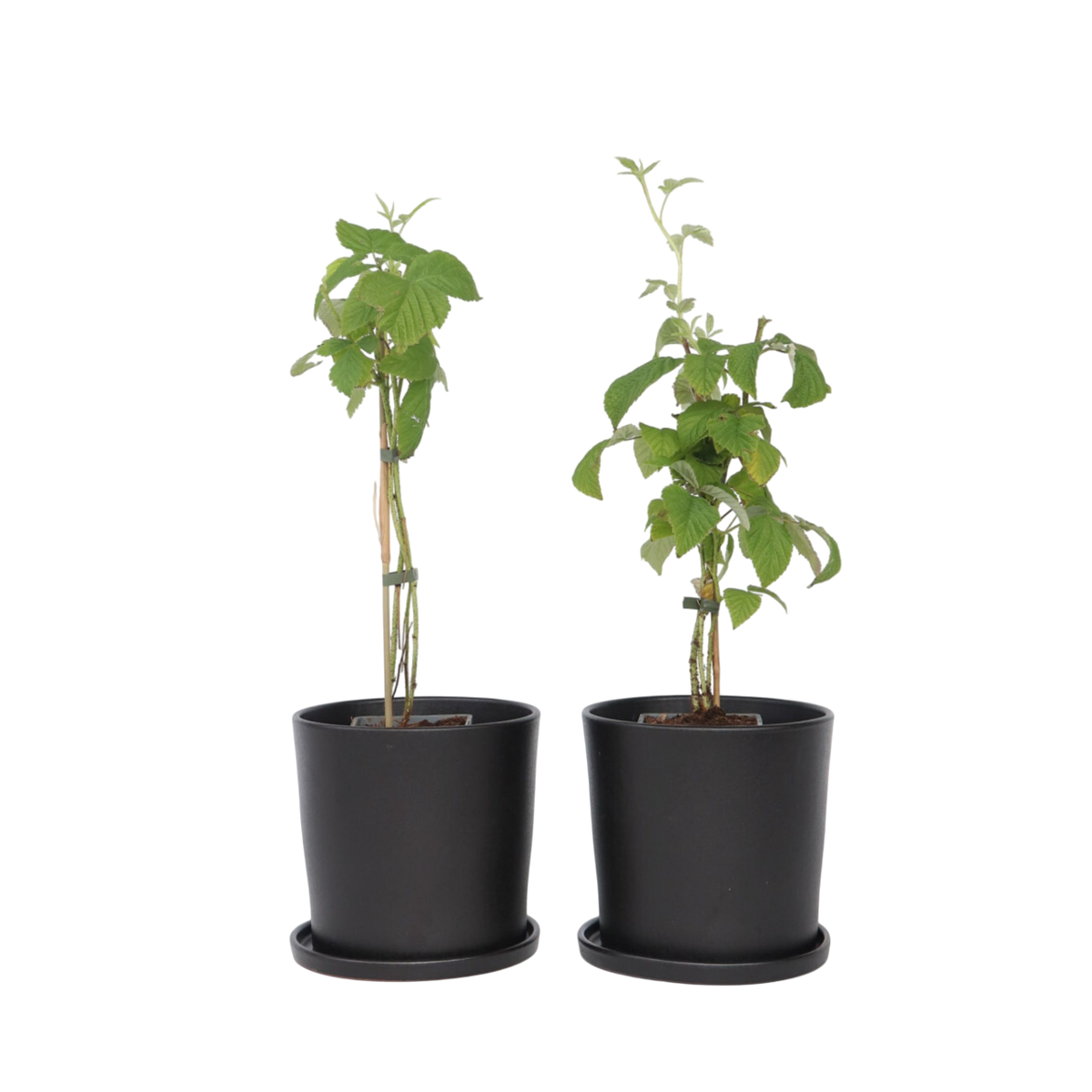Framboisier - Set de 2 - Rubus idaeus 'Malling Promise' - H50-60cm - ⌀15cm