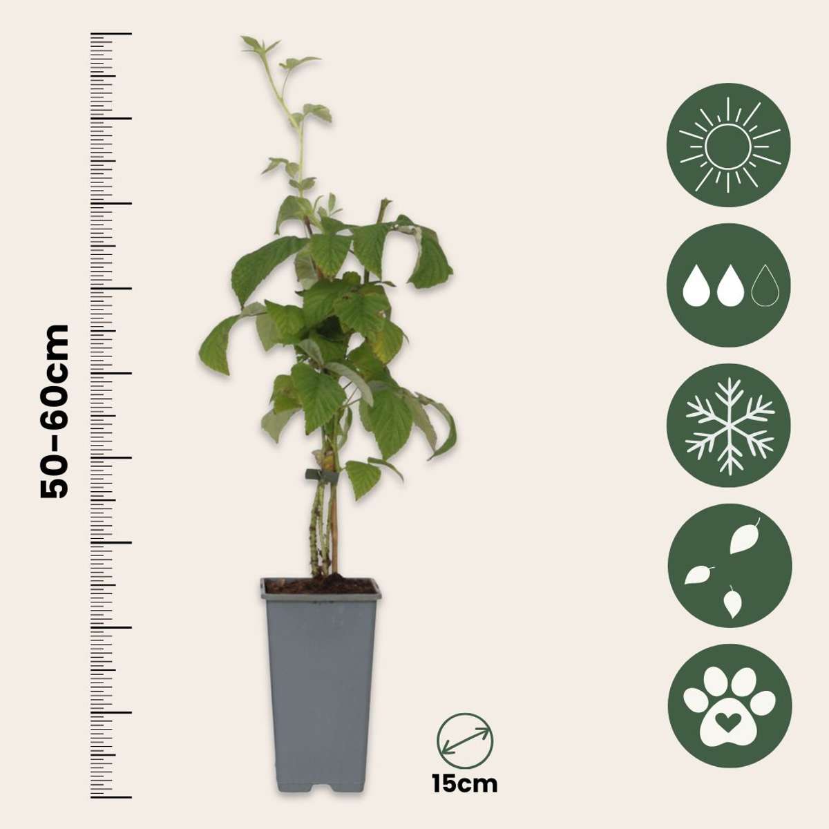 Framboisier - Set de 2 - Rubus idaeus 'Malling Promise' - H50-60cm - ⌀15cm