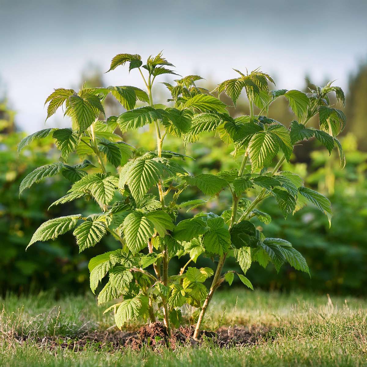 Framboisier - Set de 4 - Rubus idaeus 'Malling Promise' - H50-60cm - ⌀15cm