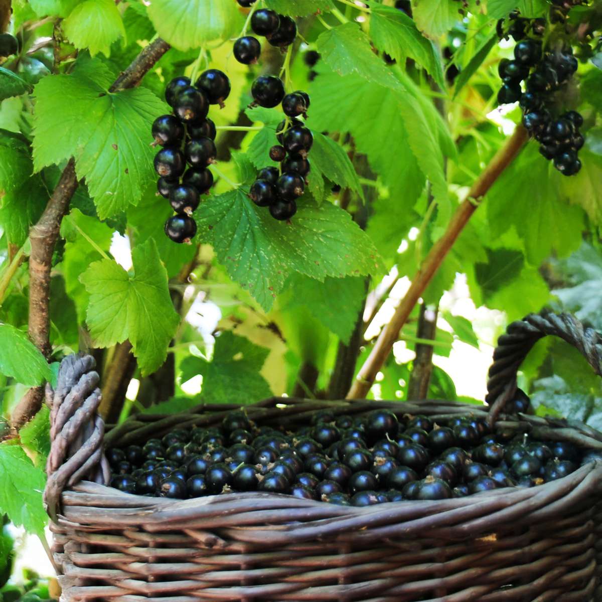 Blackcurrant plant - 2 pcs. - Ribes nigrum 'Titania' - Height 90-100cm - ⌀21cm