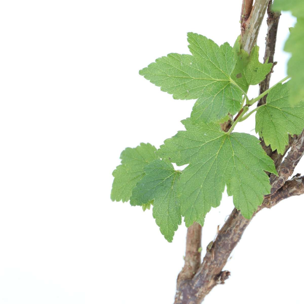 Blackcurrant plant - 2 pcs. - Ribes nigrum 'Titania' - Height 90-100cm - ⌀21cm