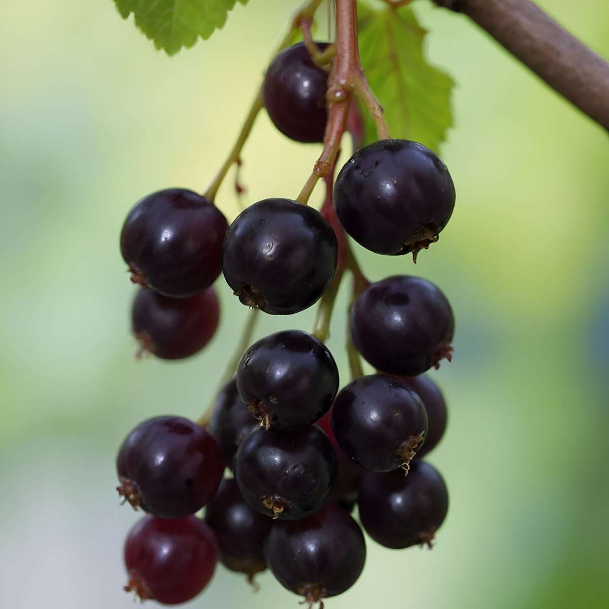 Blackcurrant plant - 2 pcs. - Ribes nigrum 'Titania' - Height 90-100cm - ⌀21cm