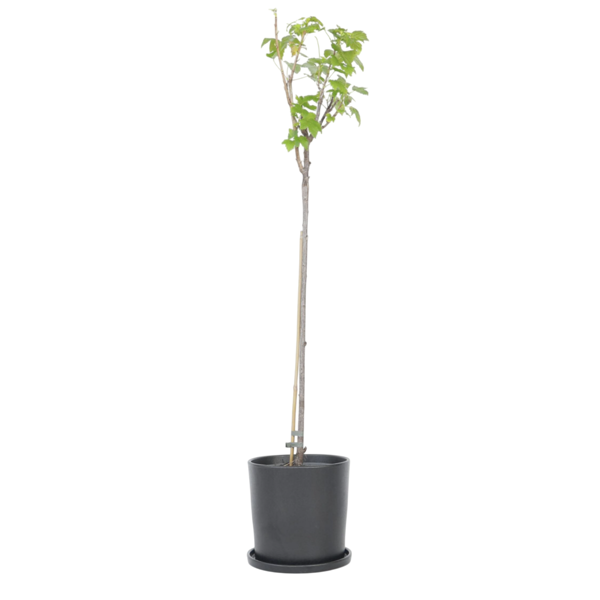 Blackcurrant plant - 2 pcs. - Ribes nigrum 'Titania' - Height 90-100cm - ⌀21cm