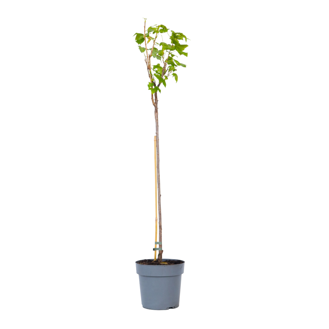 Blackcurrant plant - 2 pcs. - Ribes nigrum 'Titania' - Height 90-100cm - ⌀21cm