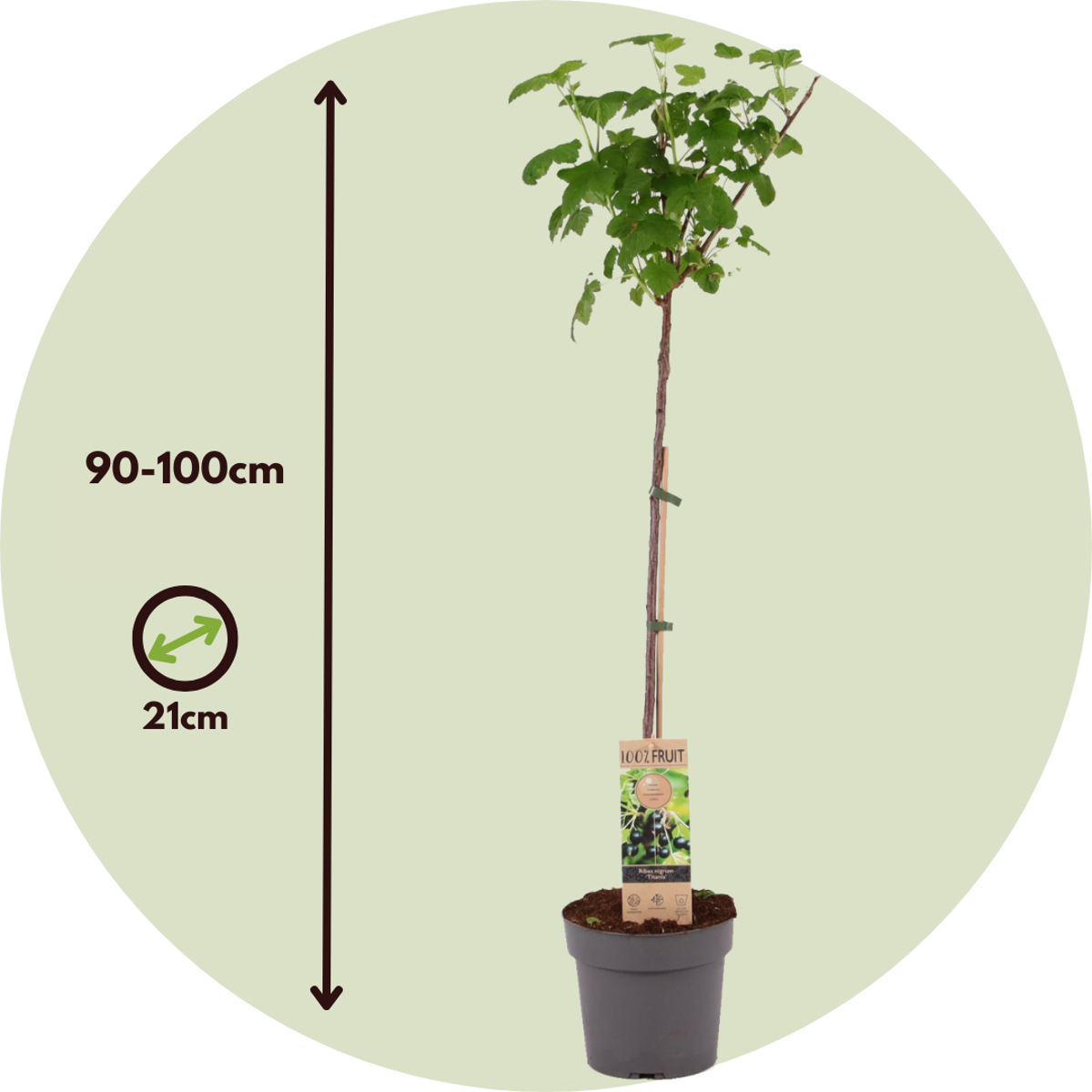 Cassis - Ribes nigrum 'Titania' - Hauteur 90-100cm - ⌀21cm