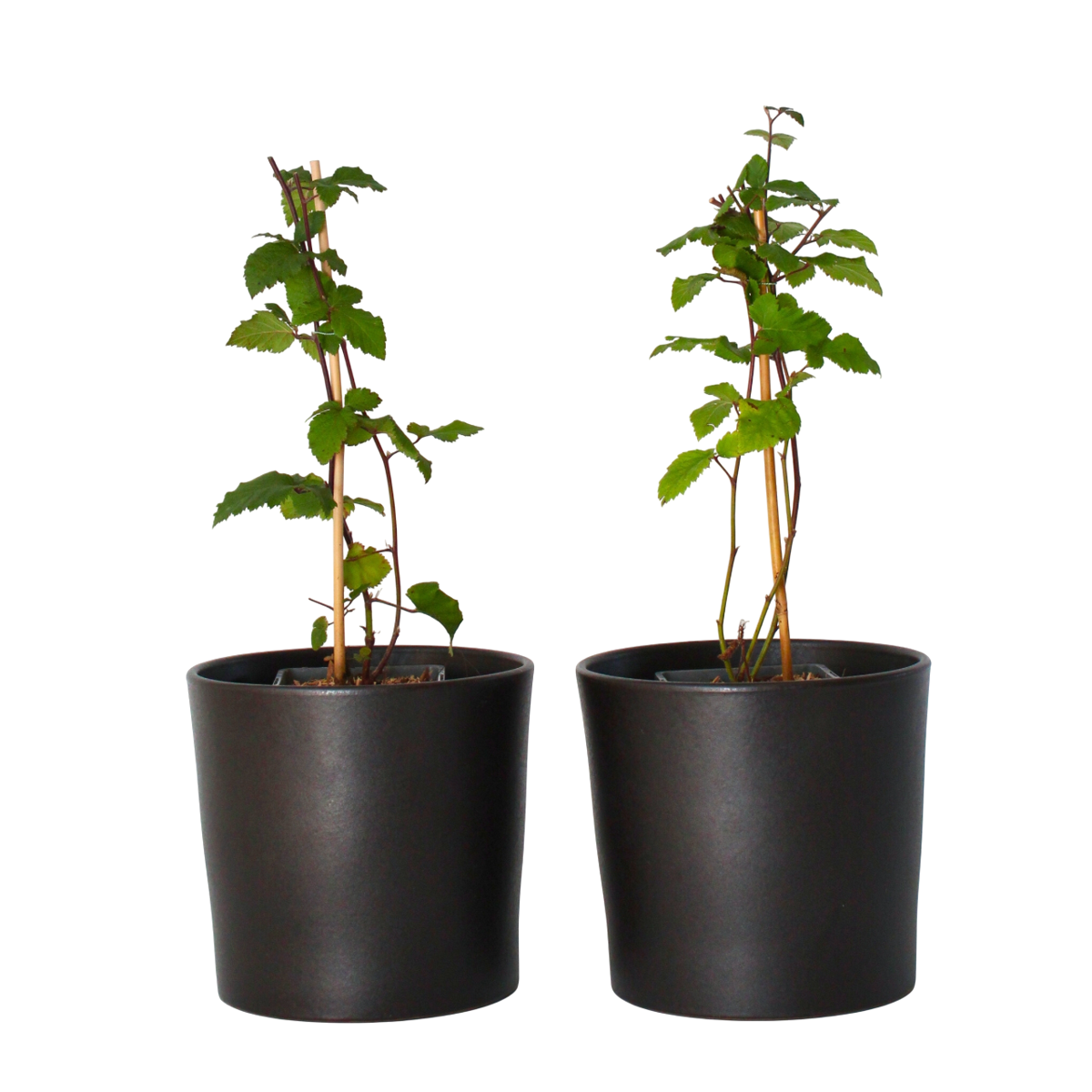 Mûrier - Set de 2 - Rubus fruticosus 'Thornfree' - Hauteur 50-60cm - ⌀15cm