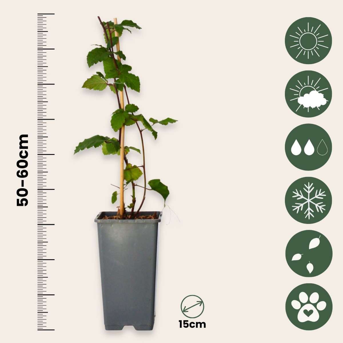 Mûrier - Set de 2 - Rubus fruticosus 'Thornfree' - Hauteur 50-60cm - ⌀15cm