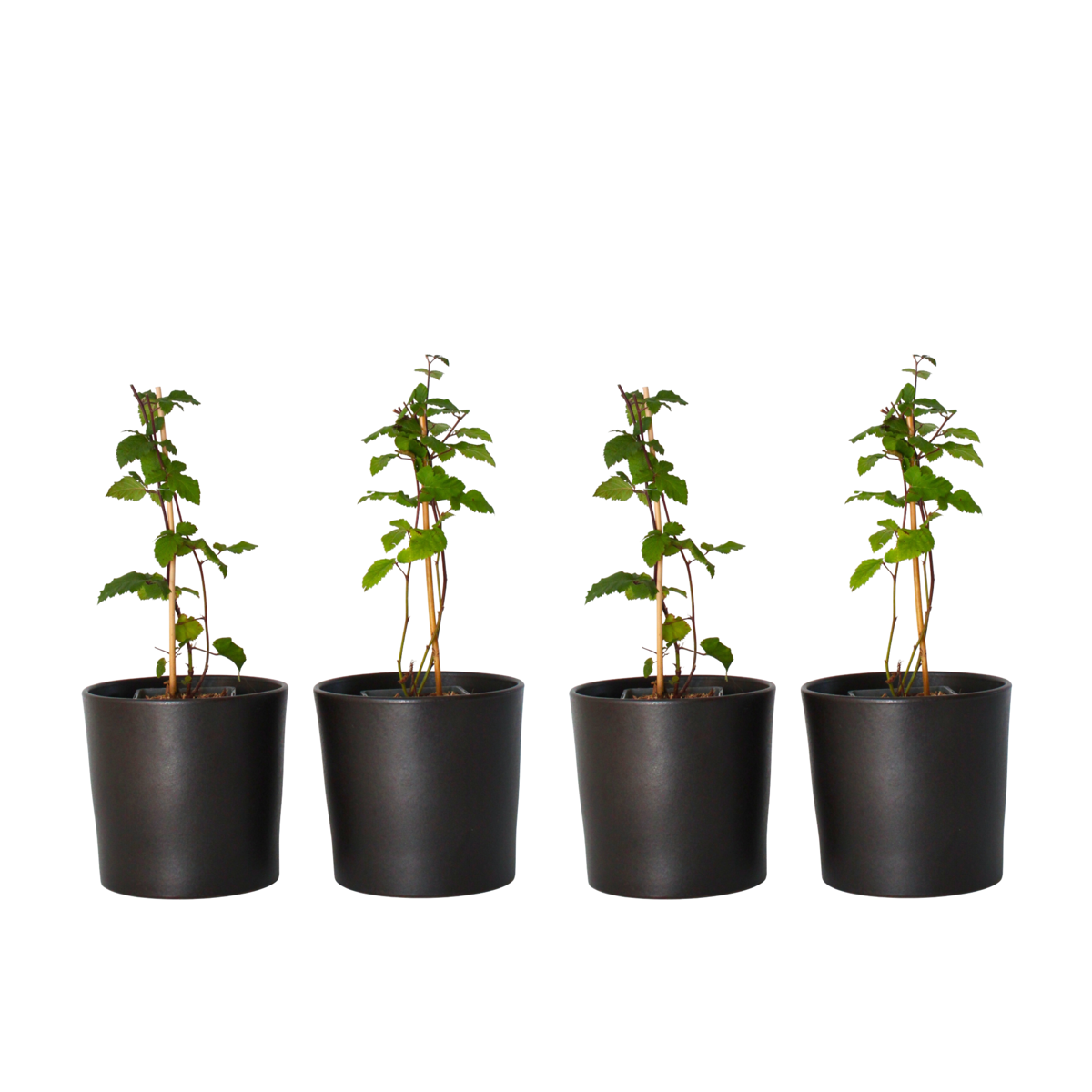 Mûrier - Set de 4 - Rubus fruticosus 'Thornfree' - Hauteur 50-60cm - ⌀15cm