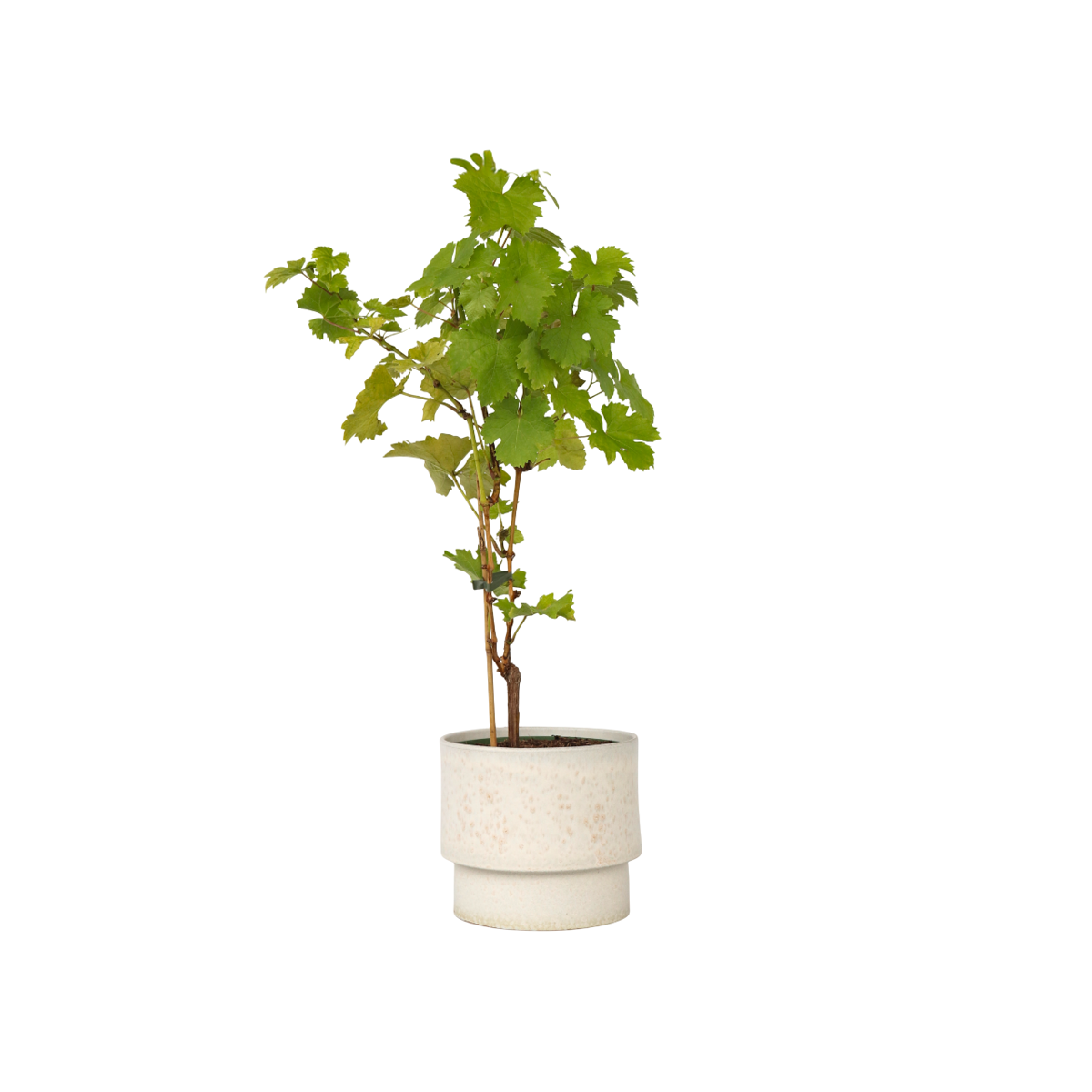 Common grape vine - Vitis vinifera ‘Himrod’ - Height 60-75cm - ⌀21cm