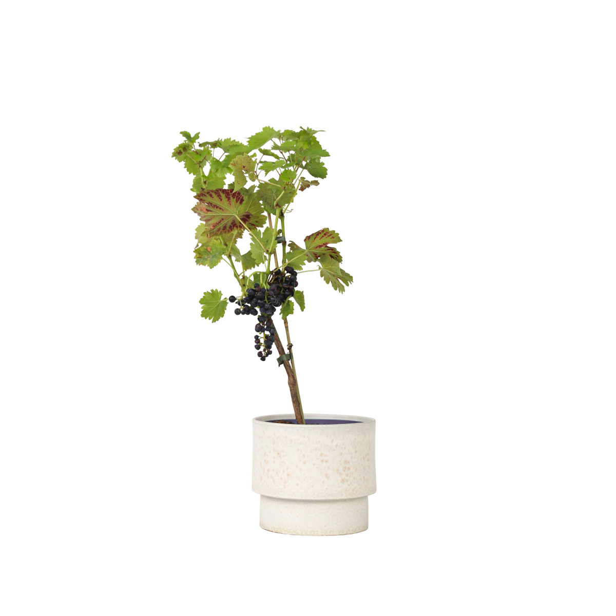 Common grape vine - Vitis vinifera ‘Nero’ - Height 60-75cm - ⌀21cm