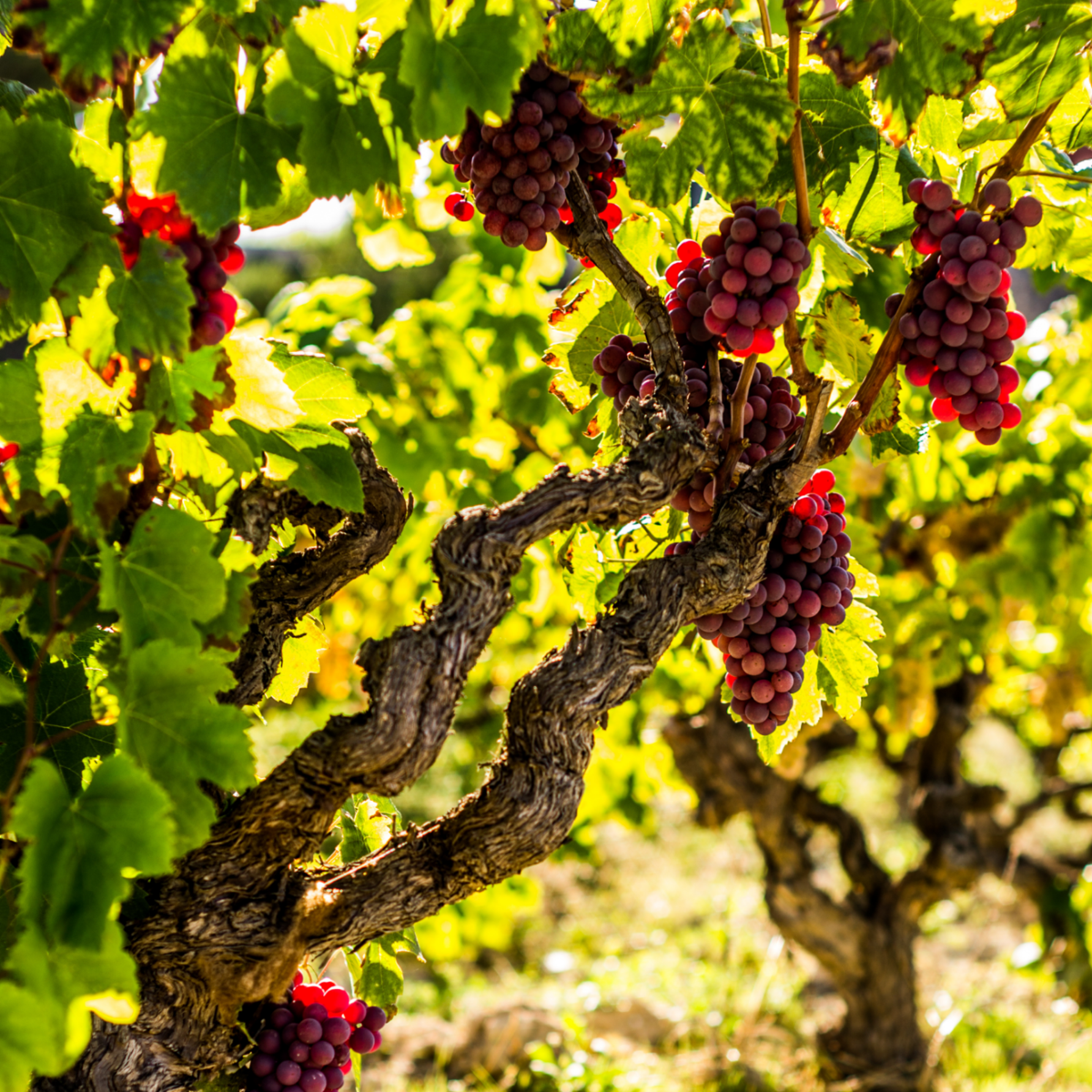 Vigne à raisin - Set de 3 - Vitis vinifera 'Pinot Gris' - Hauteur 25-40cm - ⌀9cm