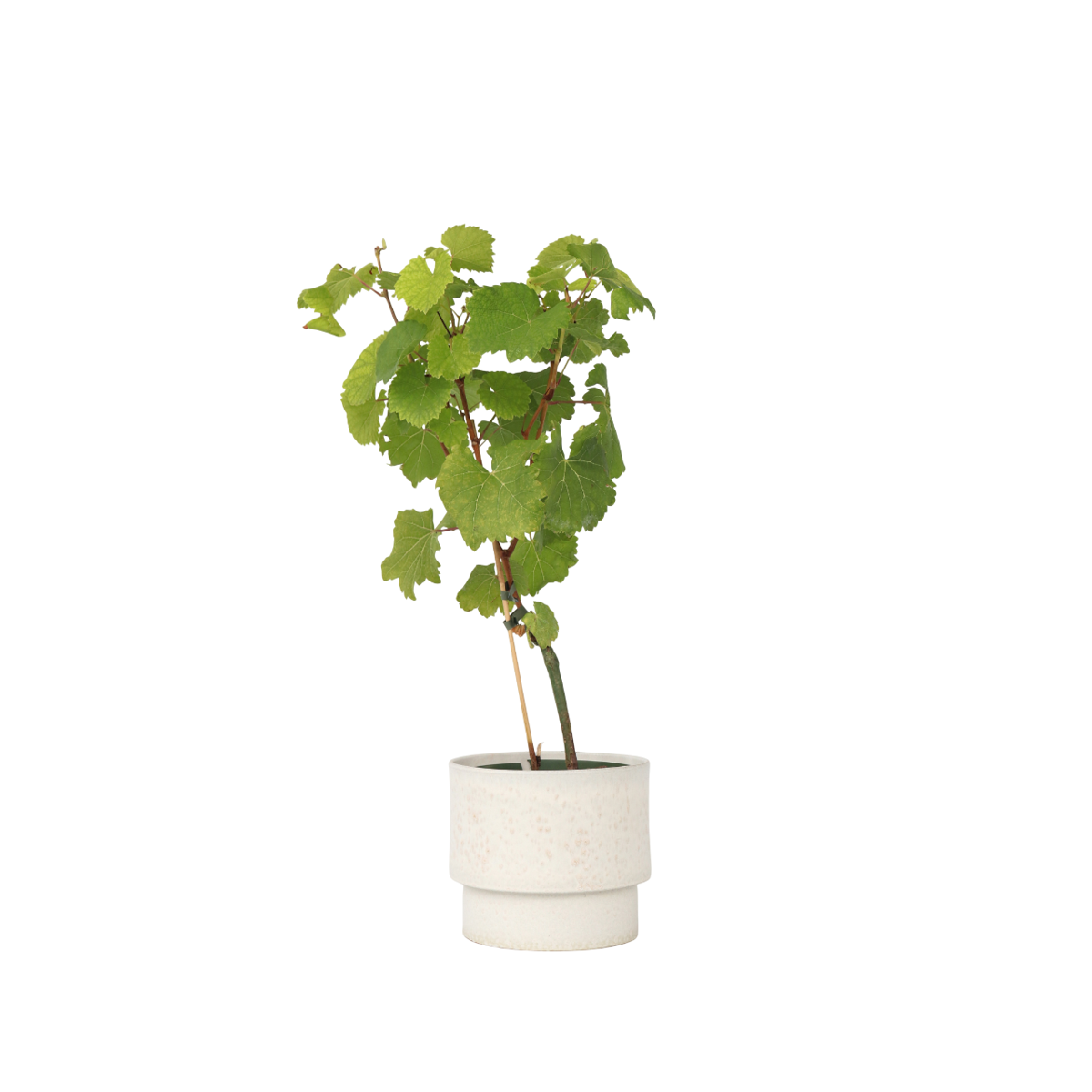 Common grape vine - Vitis vinifera ‘Vanessa’ - Height 60-75cm - ⌀21cm