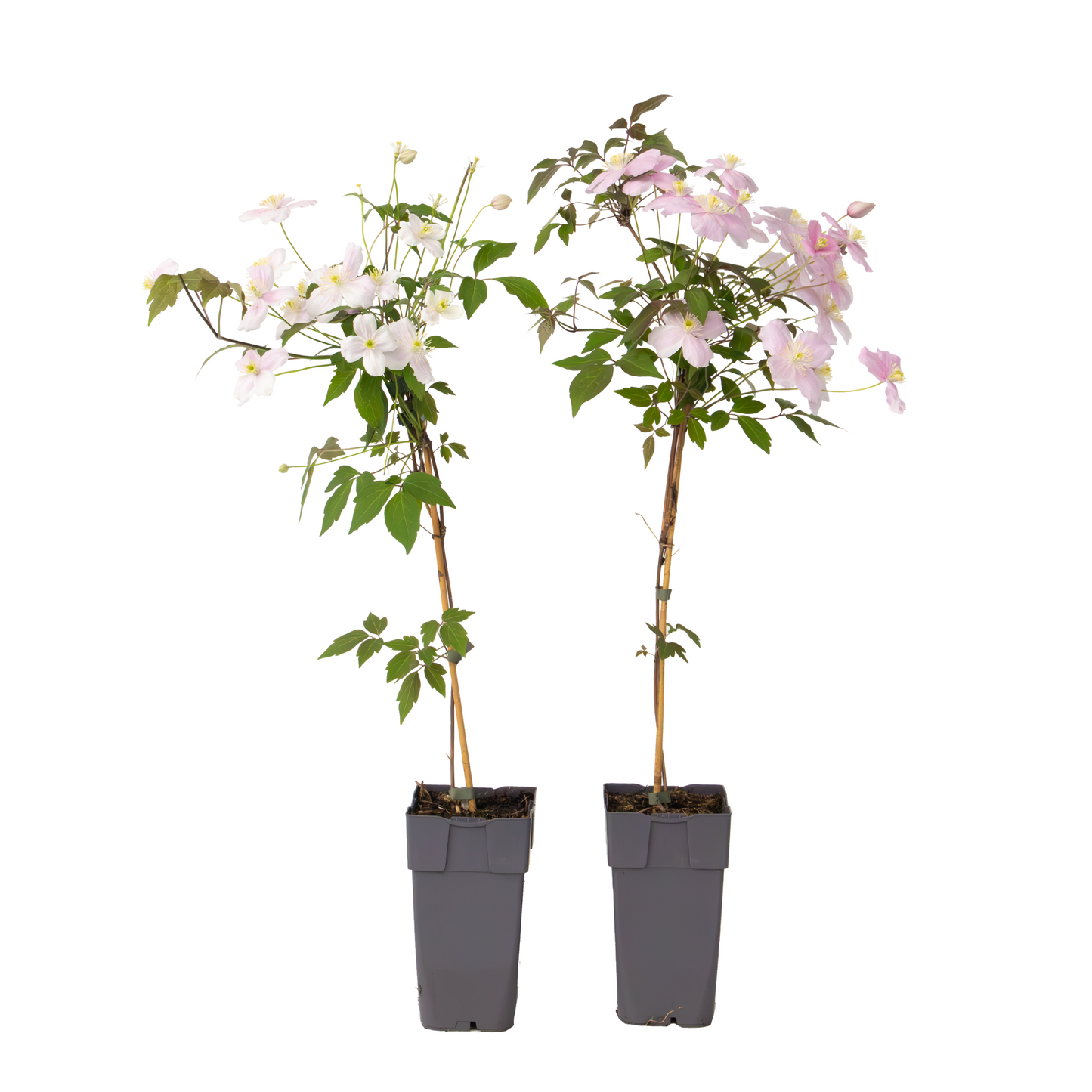 Clématite - Set de 2 - Clematis montana 'Fragrant Spring' - H60-70cm - ⌀15cm