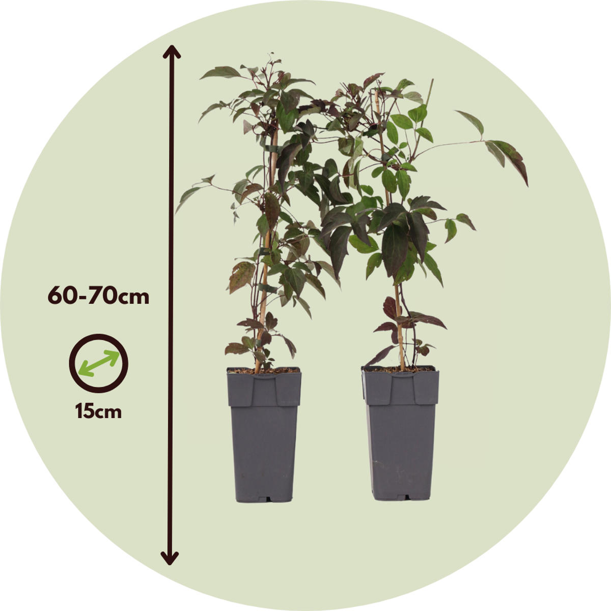 Clématite - Set de 2 - Clematis montana 'Fragrant Spring' - H60-70cm - ⌀15cm