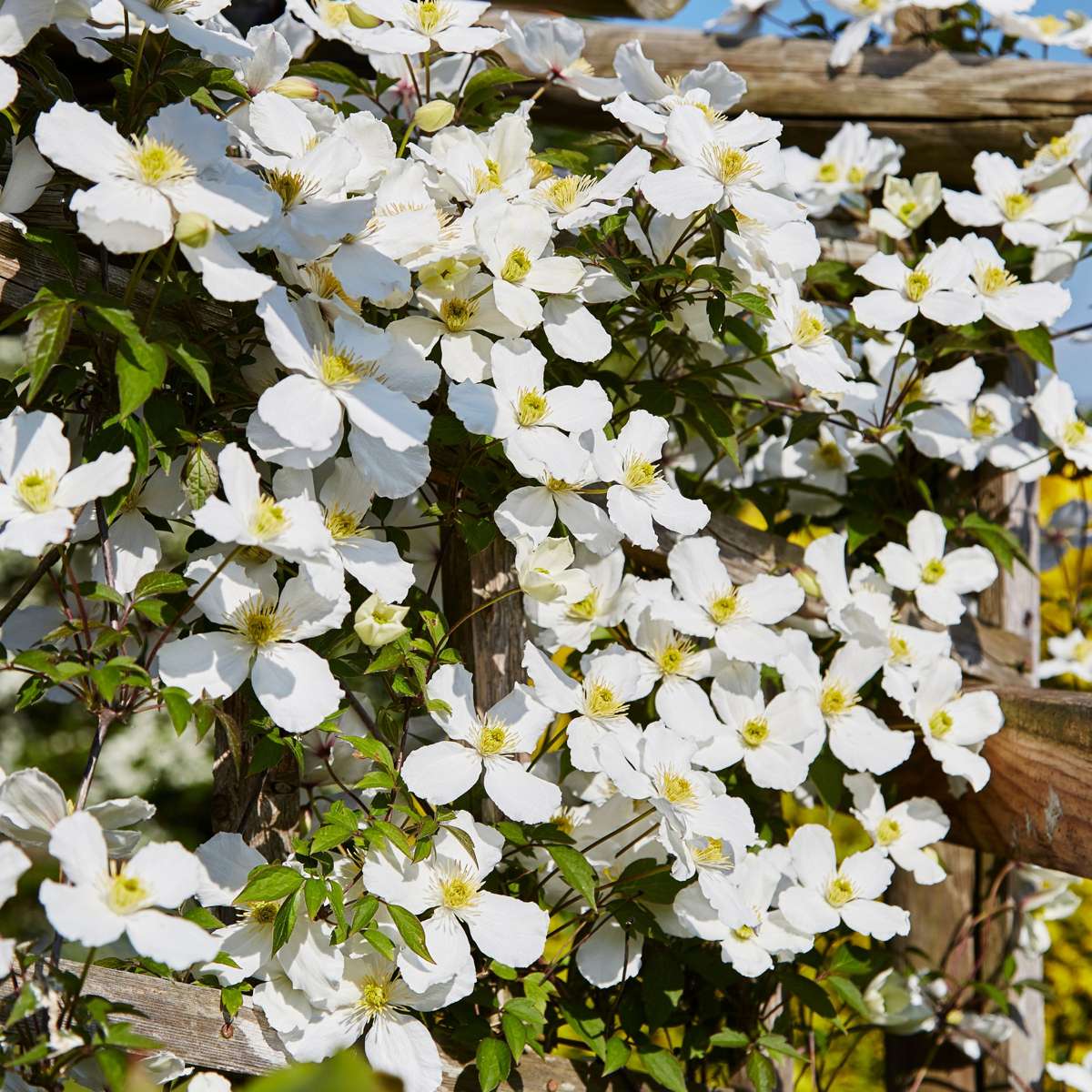 Clématite - Set de 2 - Clematis montana 'Grandiflora' - Hauteur 60-70cm - ⌀15cm