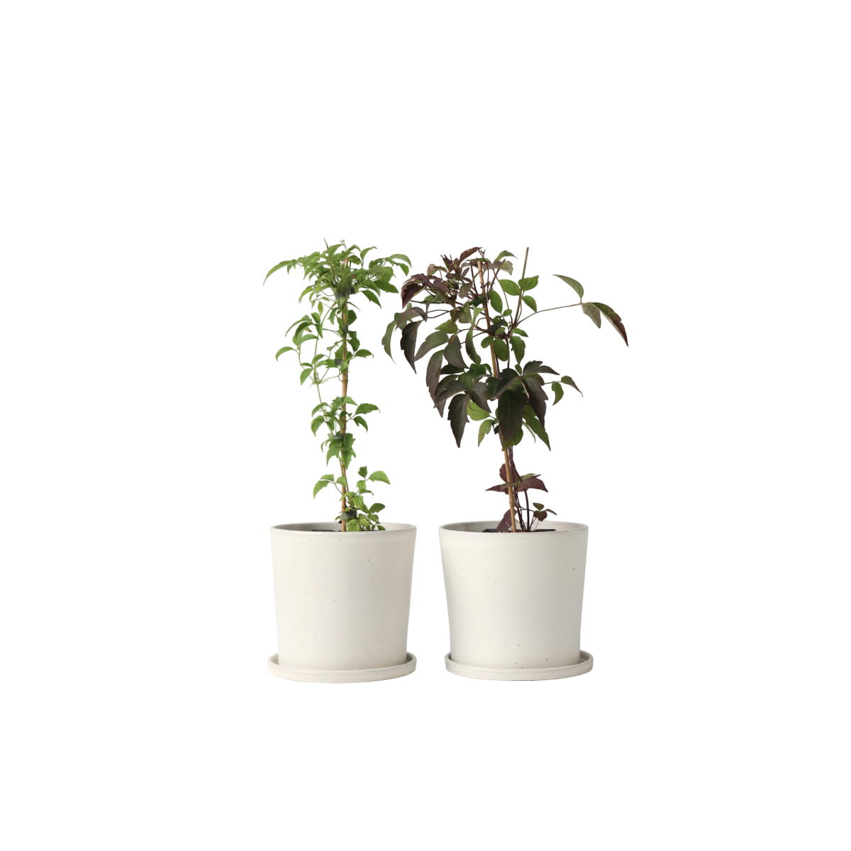 Clématite - Set de 2 - Clematis Grandiflora, Fragrant Spring - H60-70cm - ⌀15cm