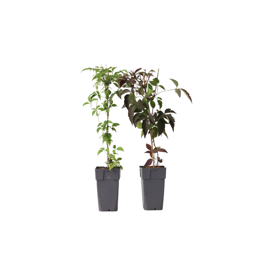 Clématite - Set de 2 - Clematis Grandiflora, Fragrant Spring - H60-70cm - ⌀15cm