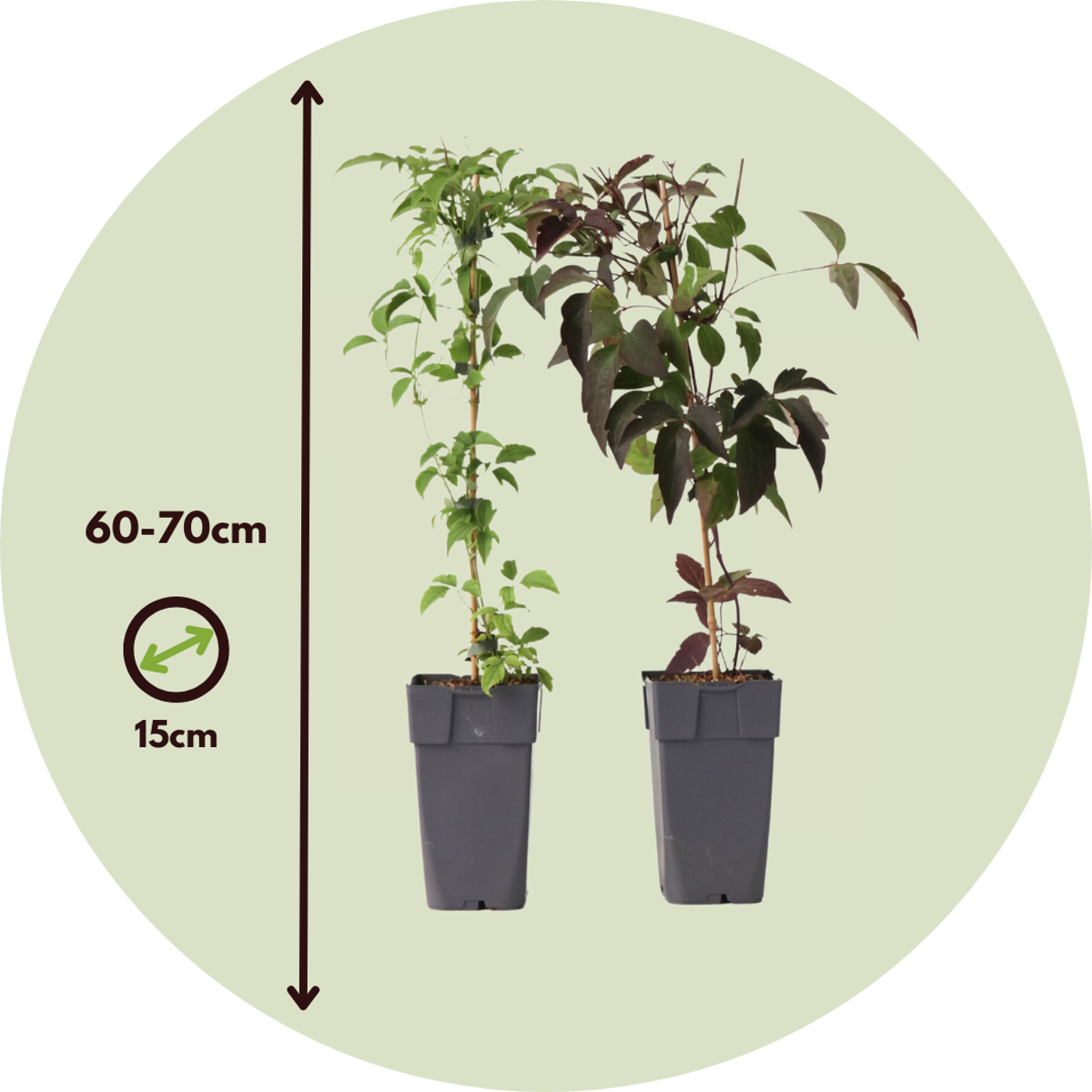 Clématite - Set de 2 - Clematis Grandiflora, Fragrant Spring - H60-70cm - ⌀15cm