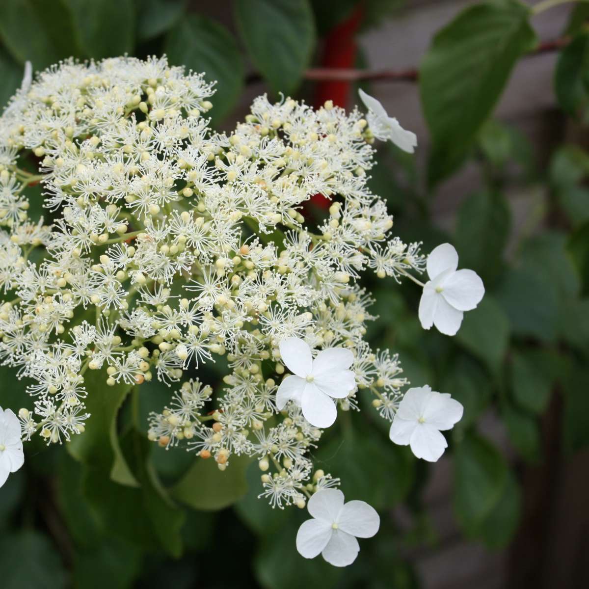 Hortensia - Set de 2 - Hydrangea anomale Petiolaris - Hauteur 60-70cm - ⌀15cm