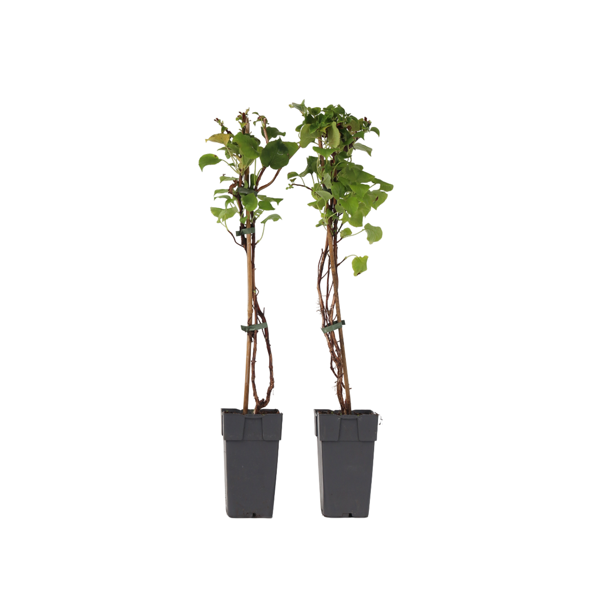 Hortensia - Set de 2 - Hydrangea anomale Petiolaris - Hauteur 60-70cm - ⌀15cm