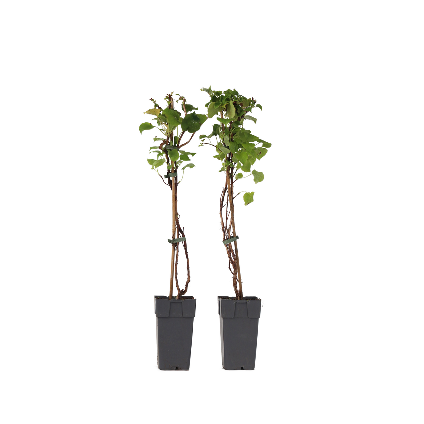 Hortensia - Set de 2 - Hydrangea anomale Petiolaris - Hauteur 60-70cm - ⌀15cm
