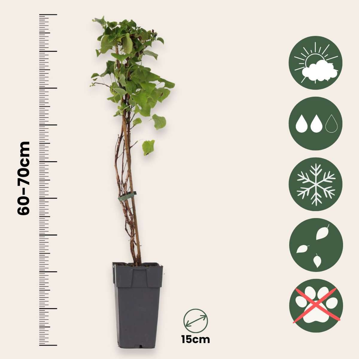 Hortensia - Set de 2 - Hydrangea anomale Petiolaris - Hauteur 60-70cm - ⌀15cm