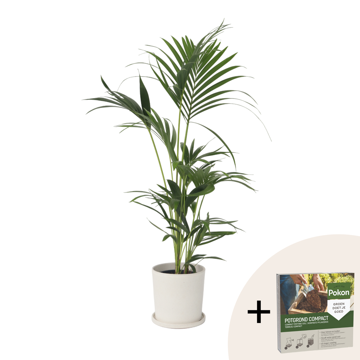 Palmier Kentia - Howea forsteriana - Hauteur 90-100cm - ⌀18cm