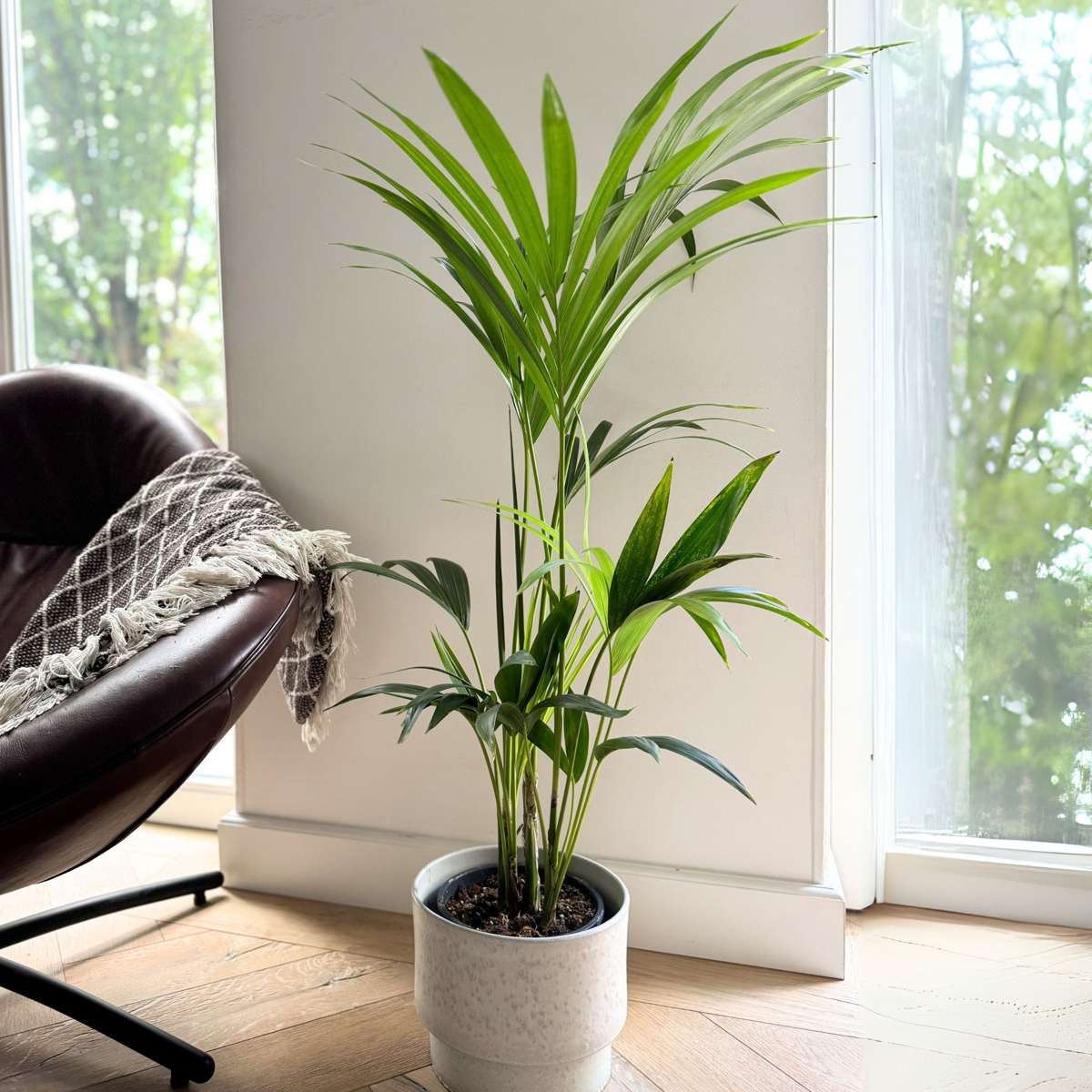 Palmier Kentia - Howea forsteriana - Hauteur 90-100cm - ⌀18cm