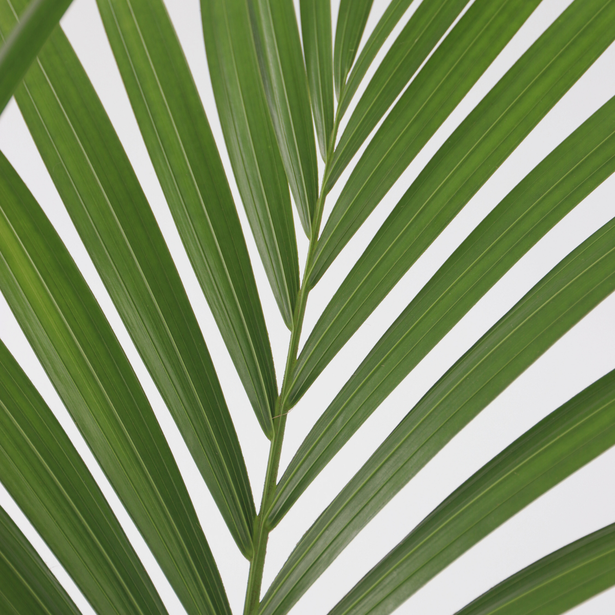 Palmier Kentia - Howea forsteriana - Hauteur 90-100cm - ⌀18cm