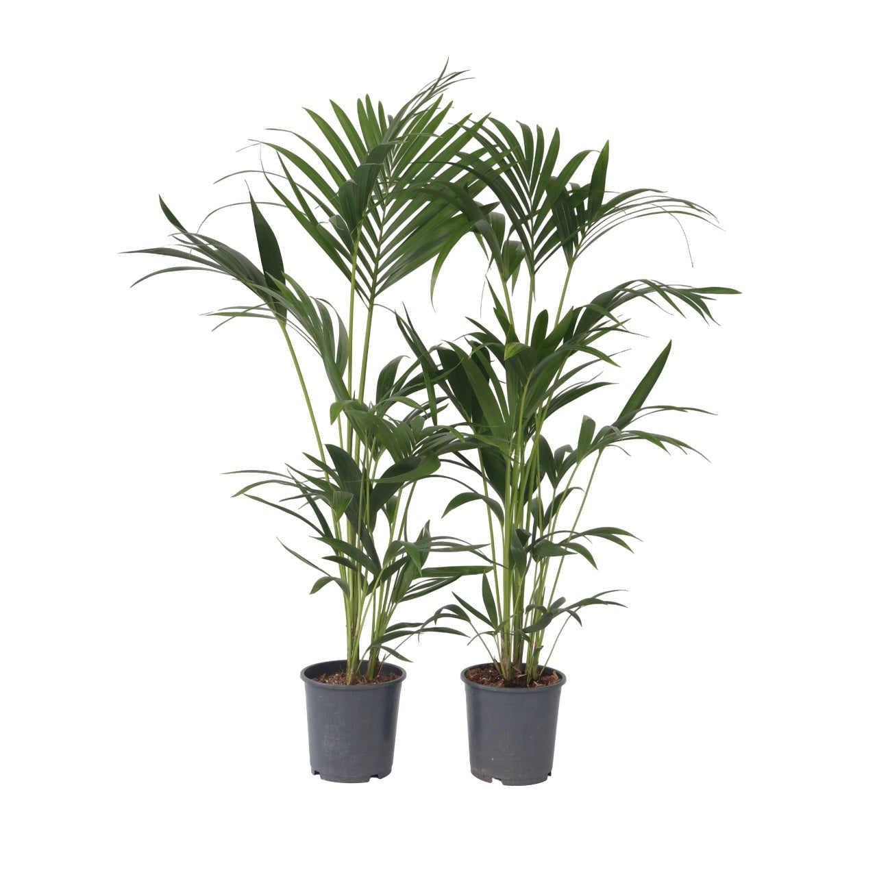 Palmier Kentia - Set de 2 - Howea forsteriana - Hauteur 90-100cm - ⌀18cm