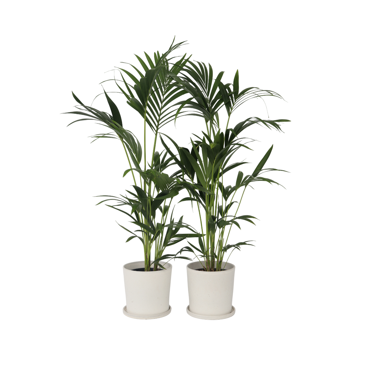 Palmier Kentia - Set de 2 - Howea forsteriana - Hauteur 90-100cm - ⌀18cm