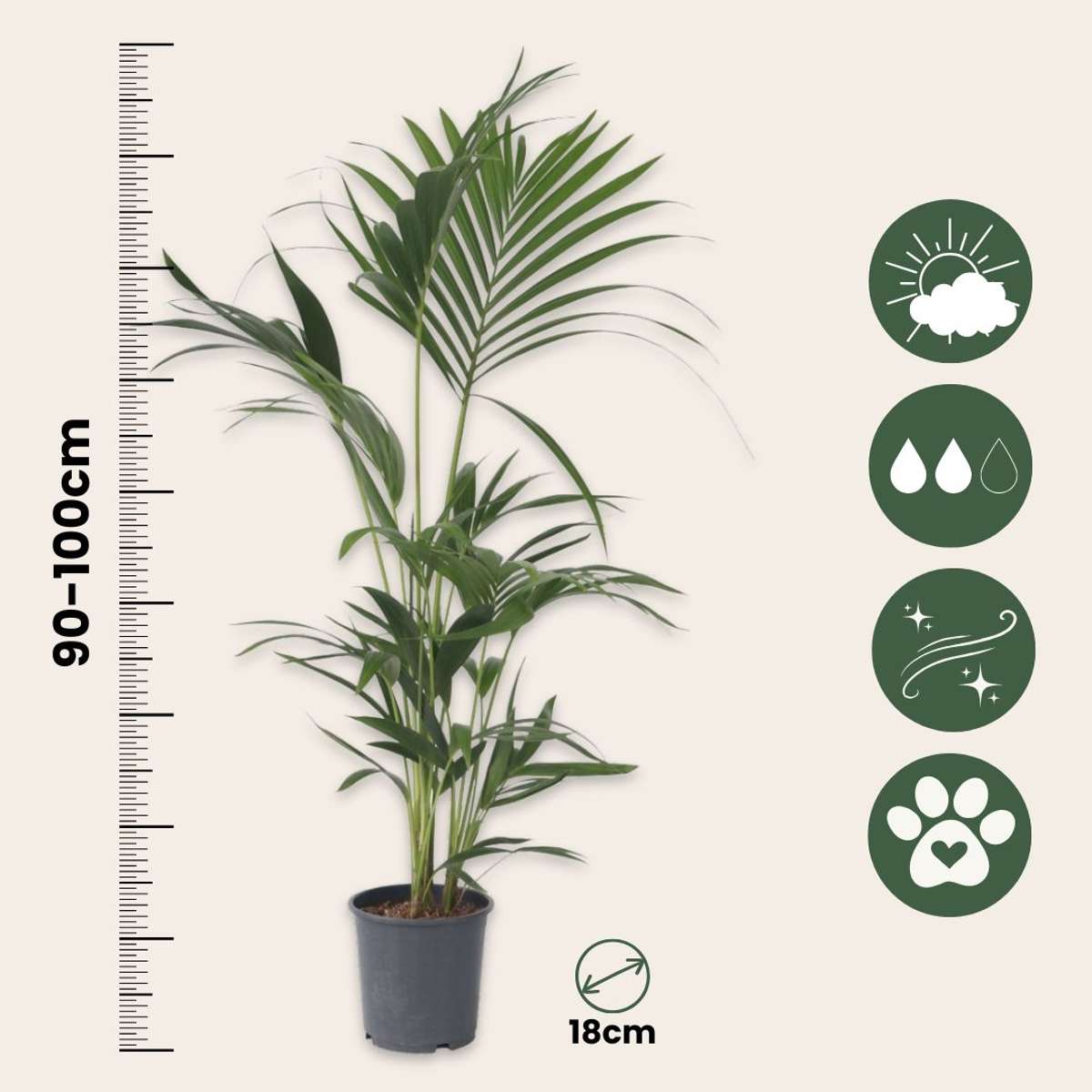 Palmier Kentia - Set de 2 - Howea forsteriana - Hauteur 90-100cm - ⌀18cm