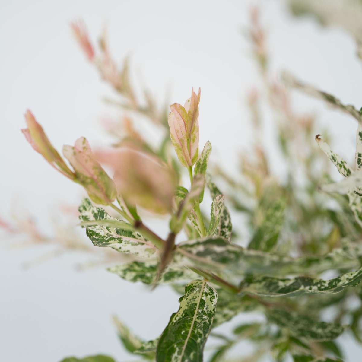 Saule crevette - Salix integra 'Flamingo' - Hauteur 60-80cm - Pot 17cm