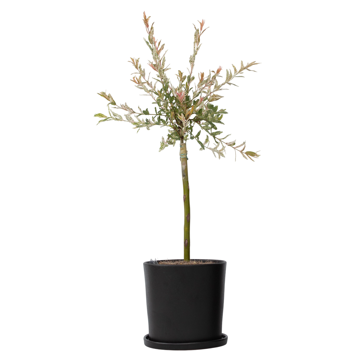 Saule crevette - Salix integra 'Flamingo' - Hauteur 60-80cm - Pot 17cm