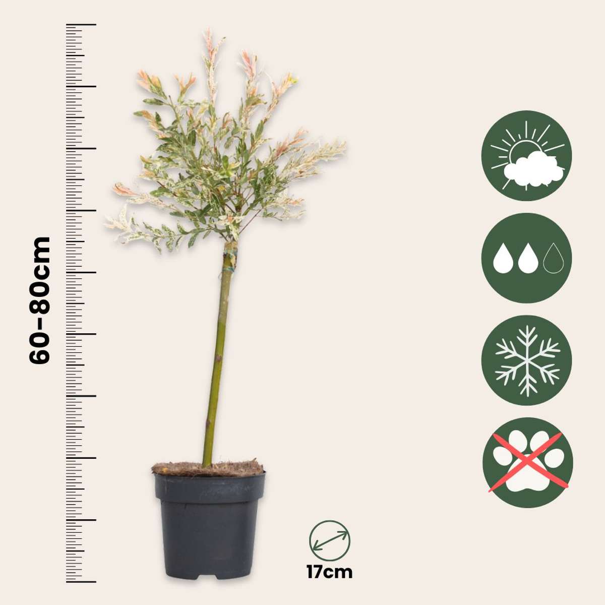 Saule crevette - Salix integra 'Flamingo' - Hauteur 60-80cm - Pot 17cm