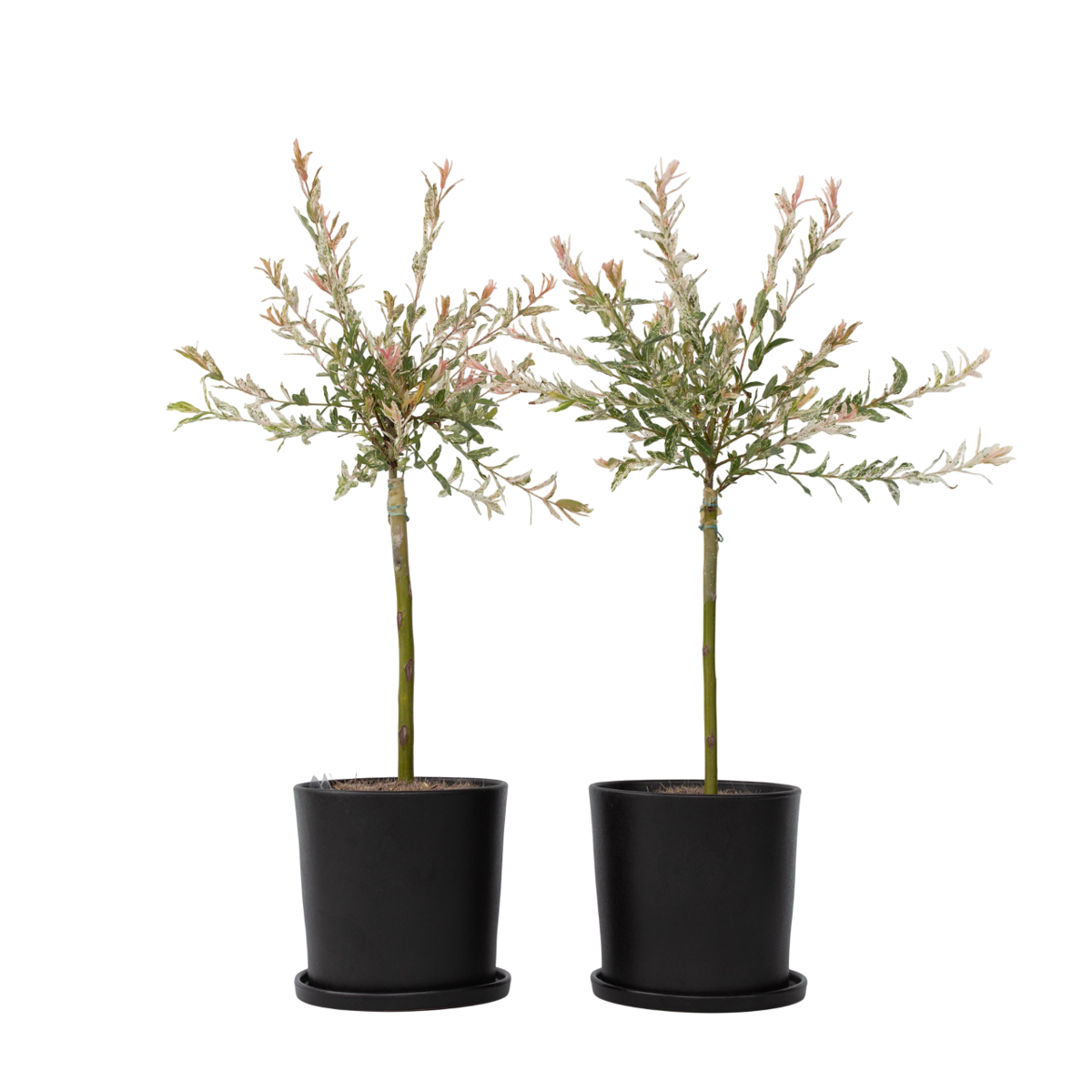 Saule crevette - Set de 2 - Salix integra 'Flamingo' - Hauteur 60-80cm - ⌀17cm