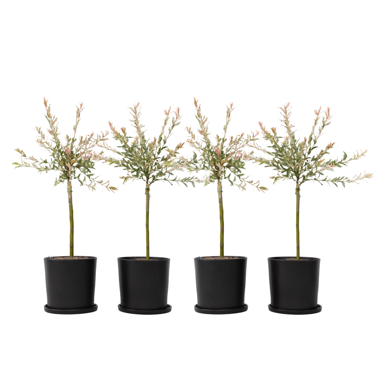 Saule crevette - Set de 4 - Salix integra 'Flamingo' - Hauteur 60-80cm - ⌀17cm