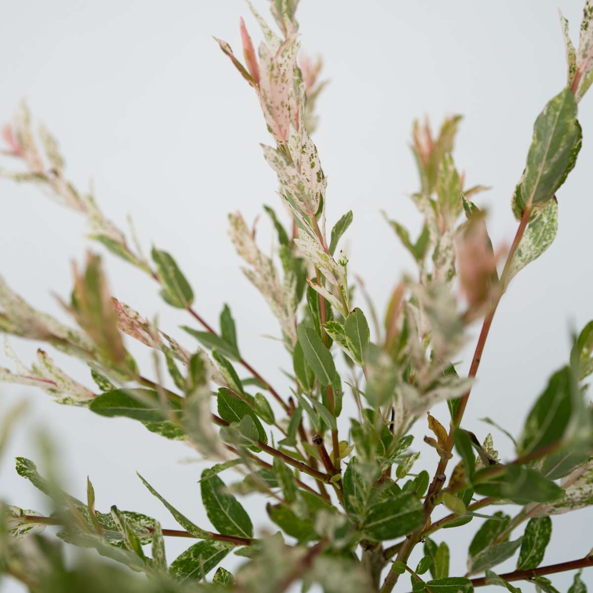 Saule crevette - Set de 2 - Salix integra 'Flamingo' - Hauteur 110-120cm - ⌀21cm - TD Plantz