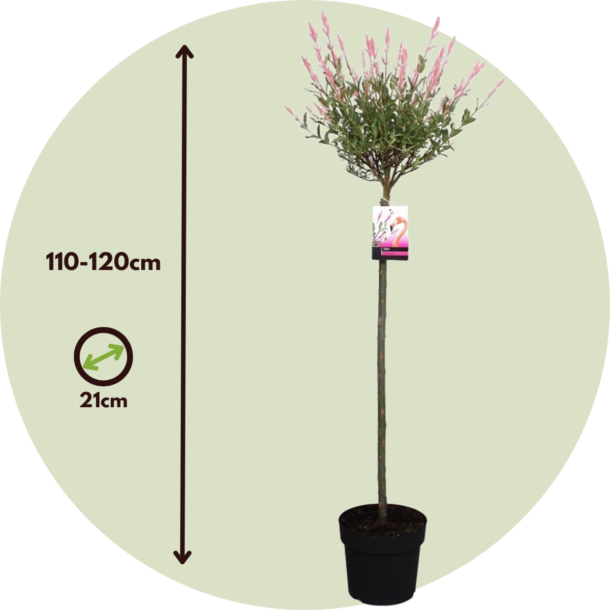 Saule crevette - Set de 2 - Salix integra 'Flamingo' - Hauteur 110-120cm - ⌀21cm - TD Plantz