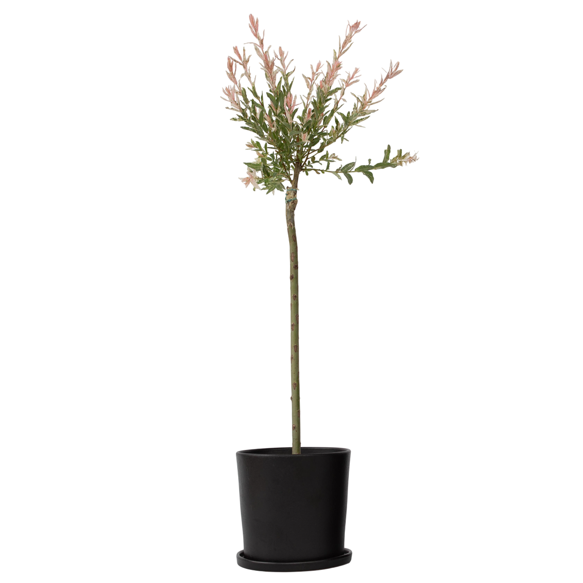 Saule crevette - Salix integra 'Flamingo' - Hauteur 90-110cm - Pot 19cm