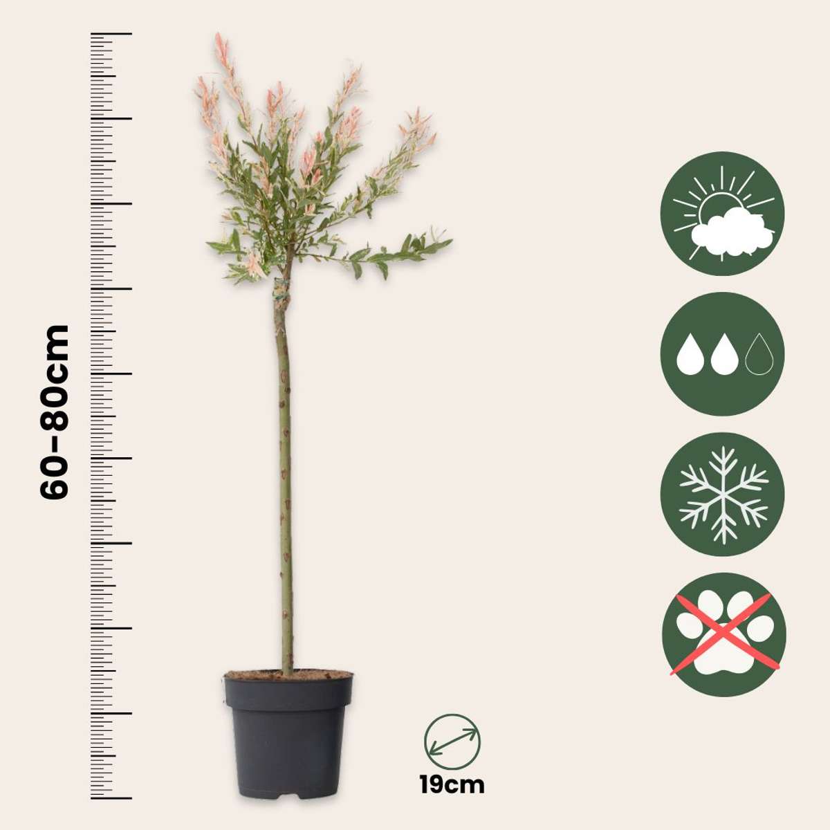 Saule crevette - Salix integra 'Flamingo' - Hauteur 90-110cm - Pot 19cm
