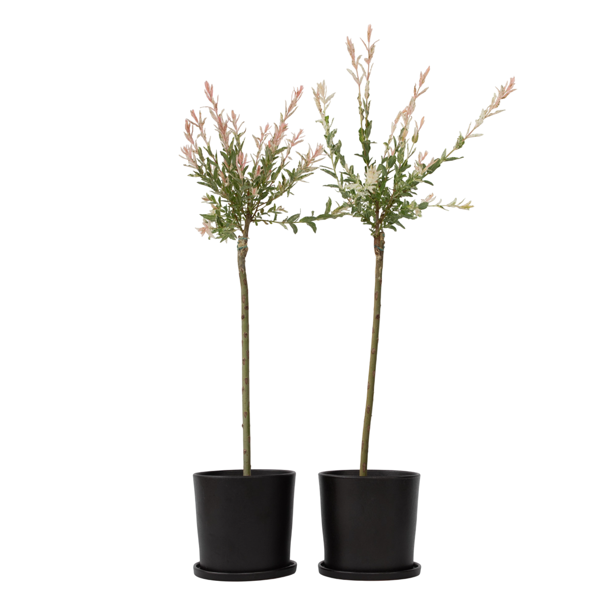 Saule crevette - Set de 2 - Salix integra 'Flamingo' - Hauteur 90-110cm - ⌀19cm