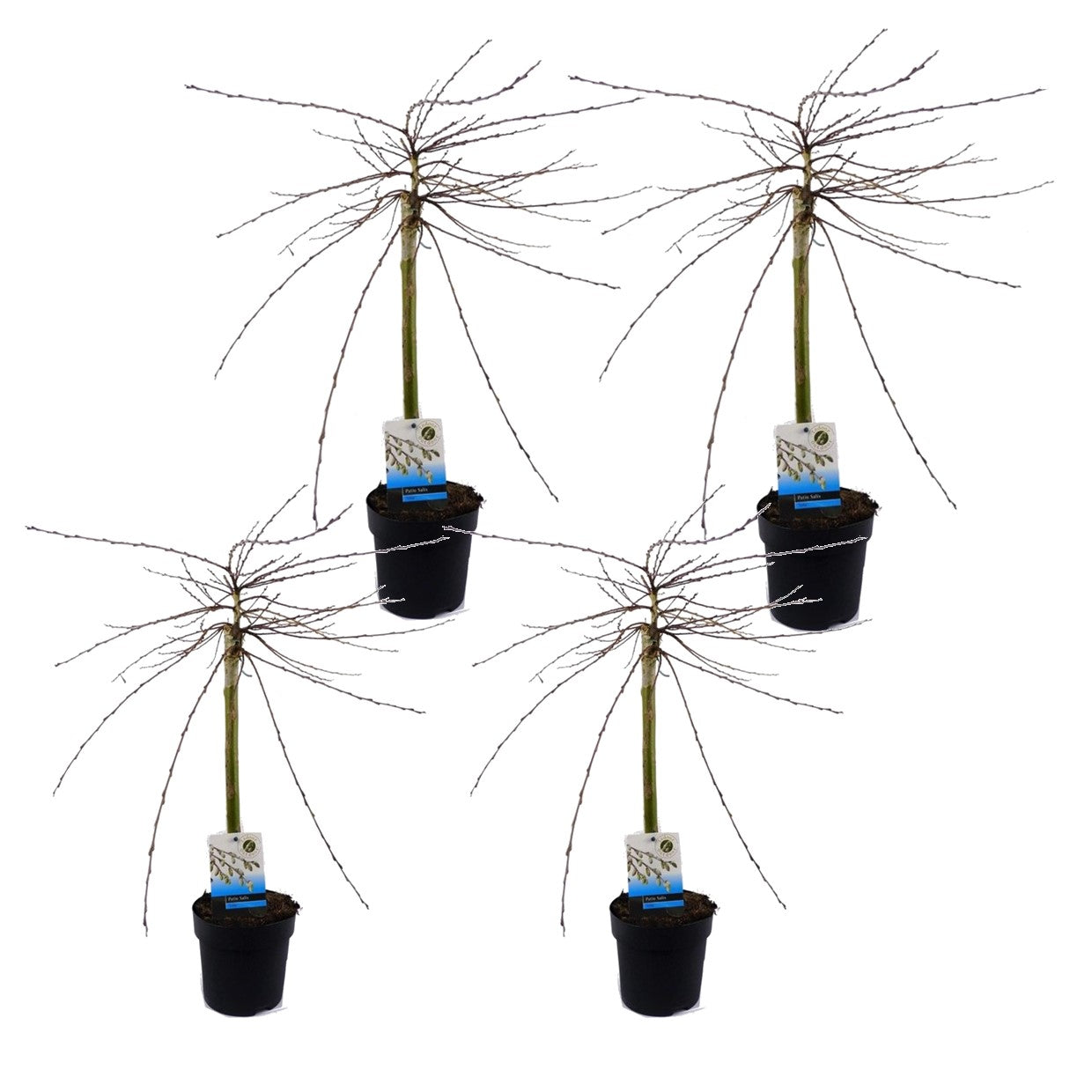 Saule rampant - Set de 4 - Salix repens 'Iona' - Hauteur 70-80cm - ⌀14cm