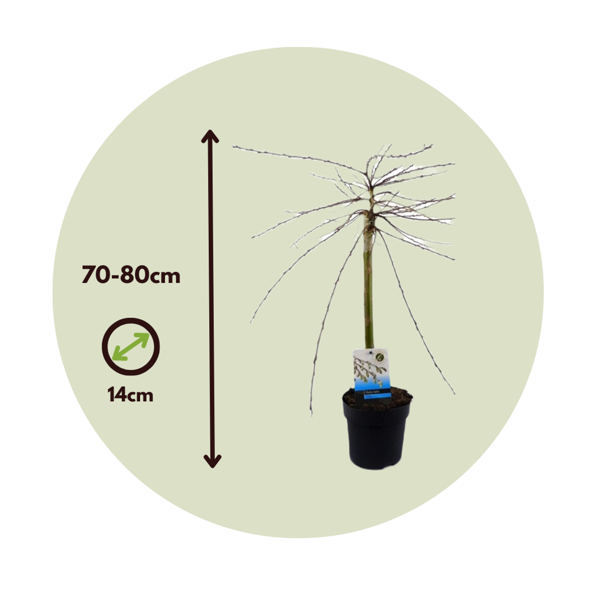 Saule rampant - Set de 4 - Salix repens 'Iona' - Hauteur 70-80cm - ⌀14cm