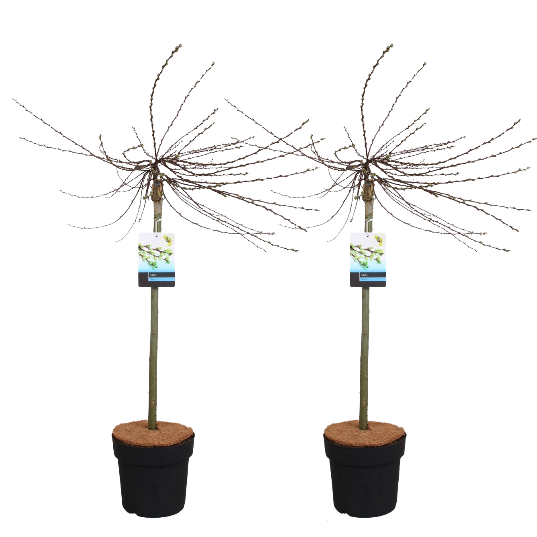 Saule rampant - Set de 2 - Salix repens 'Iona' - Hauteur 80-90cm - ⌀19cm - TD Plantz