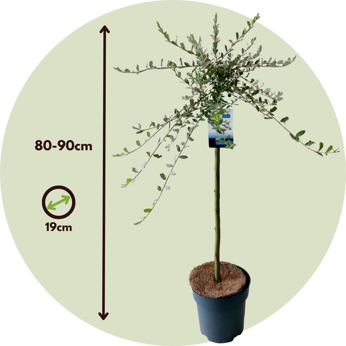 Saule rampant - Set de 2 - Salix repens 'Iona' - Hauteur 80-90cm - ⌀19cm - TD Plantz
