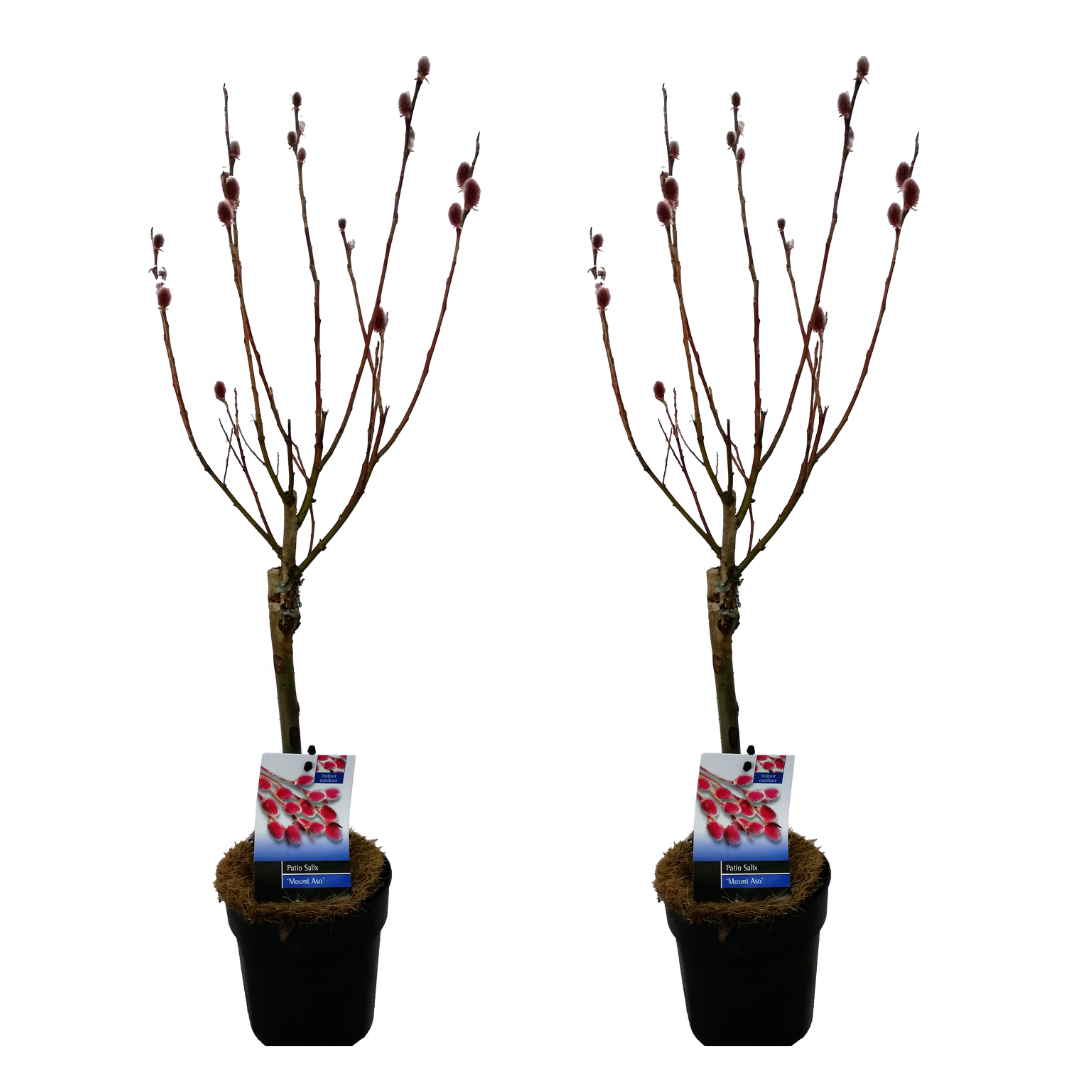 Saule gracile - Set de 2 - Salix gracilistyla 'Mount Aso' - H50-60cm - ⌀12cm